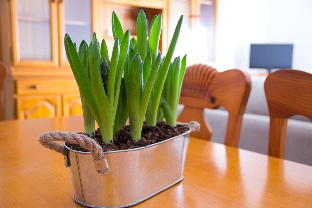 Apartamento Los Narcisos 훌레야 외부 사진